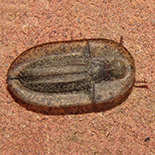 Cossyphus species